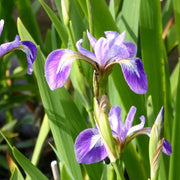 Iris versicolor | Blue flag iris | Marginal Plant